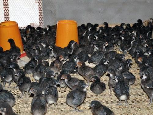 采用新技术获得的乌黑鸡苗生长很快喂食能力强