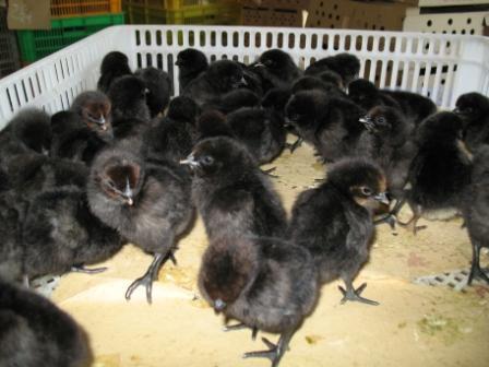 优质的乌黑鸡养殖繁育场